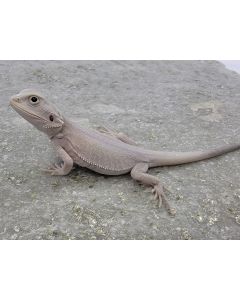 Male Hypo Leather Zero 50% pos Het Wits LC Hybrid MHLZPHWLCHY1.4.30.2023