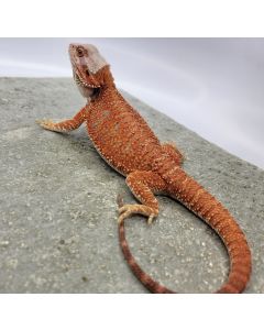 Female Hypo FHSA4.18.2023