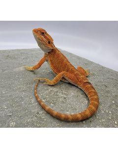 Male 50% pos het Hypo MPHHYA4.18.2023