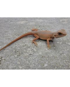 Male Hypo Translucent Witblits LC Hybrid MHTWLCHY1.4.30.2023