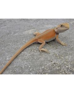Male Witblits 100% het hypo 66% het Translucent LC Hybrid MWHHPHWLCHY2.4.30.2023