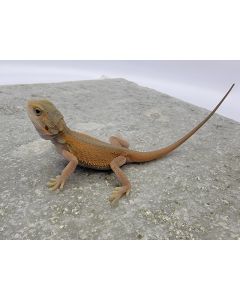 Male Translucent Witblits 100% het Hypo LC Hybrid MTWHHLCHY5.4.30.2023
