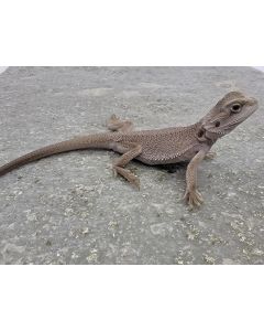 Male Zero 50% Pos het hypo 1/8 hybrid barbata MZPHHHY3.4.30.2023