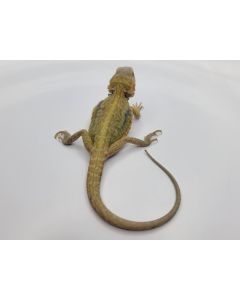 Female Hypo Translucent Microleather Dunner Pos het Zero/Wits LC Hybrid FHTMCLPHZW2.11.2024